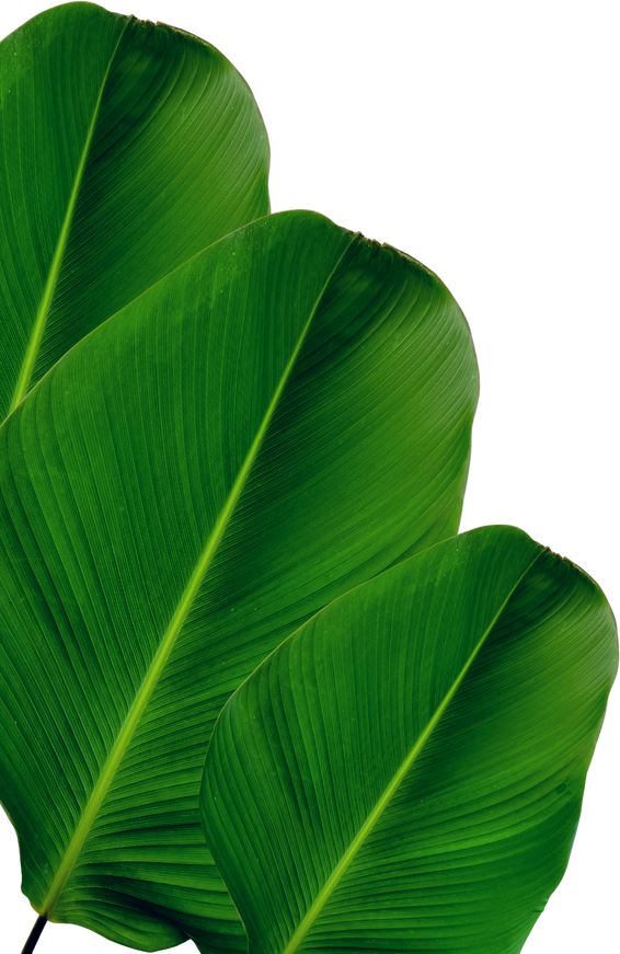 green banana leaf png